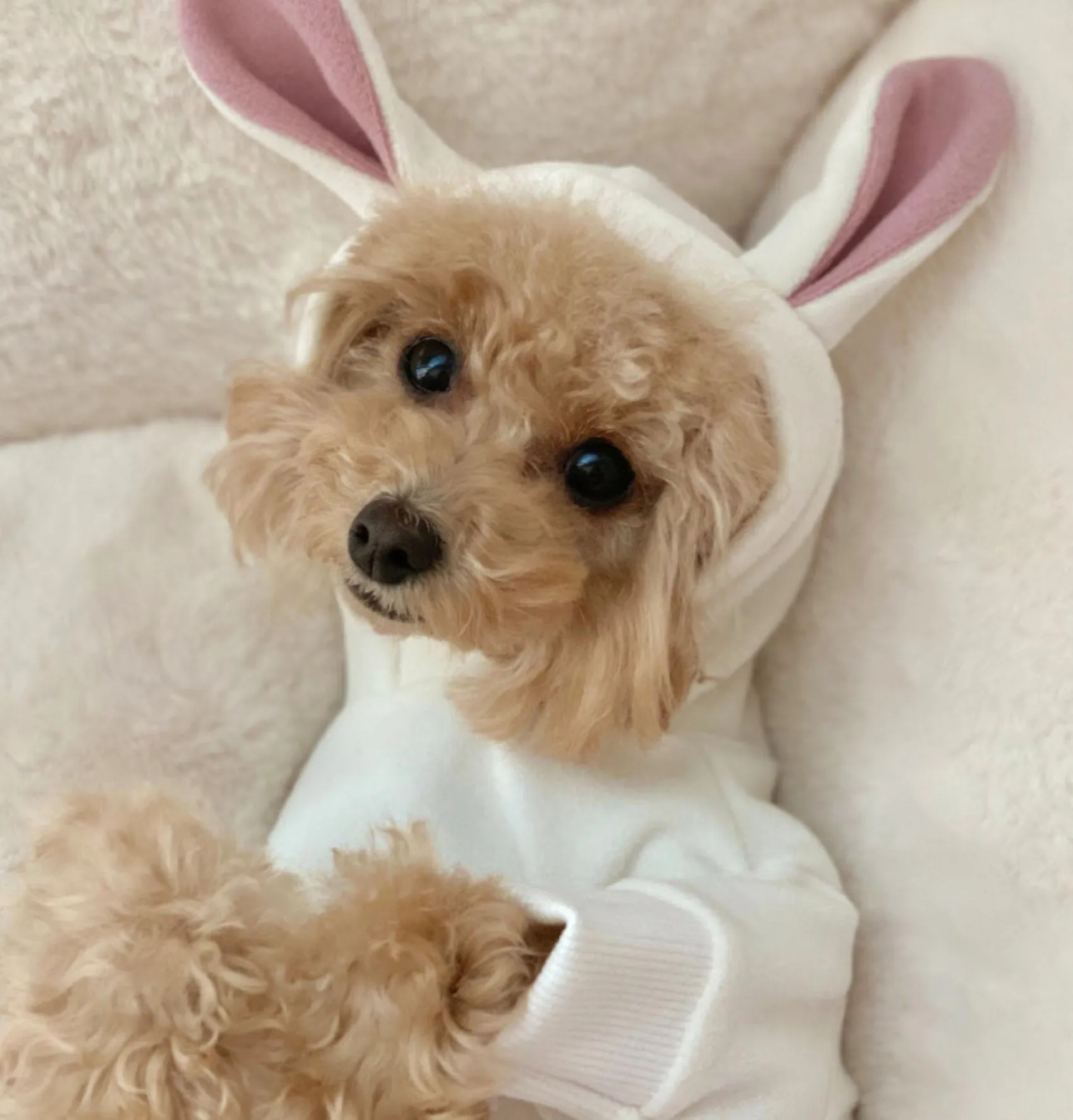 Bunny Hoodie